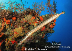 Trumpet Fish at La Nariz Dive Site in The Tourmarine Reef... by Victor J. Lasanta 